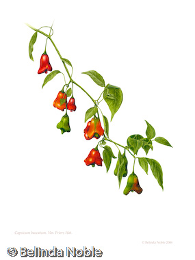 Capsicum Baccatum Friers Hat.